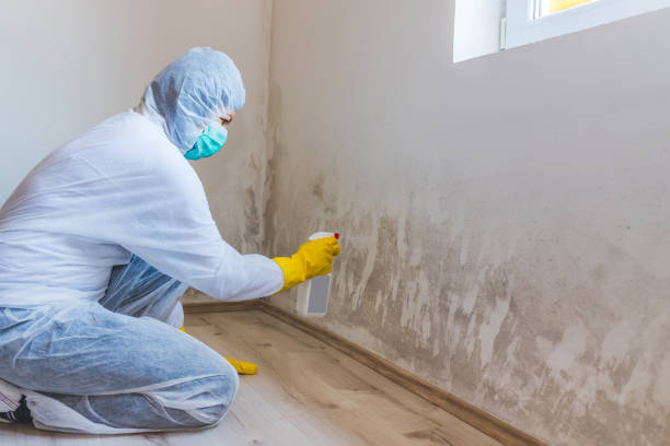 Licensed Mold Removal service in Hacksneck, VA - WQB Mold Removal